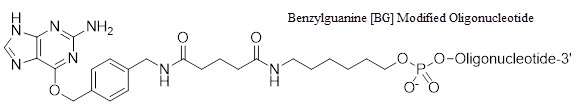 Bio-Synthesis Inc. Oligo Structure